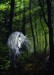 Unicorn-Woods-fantasy-1225195_482_674